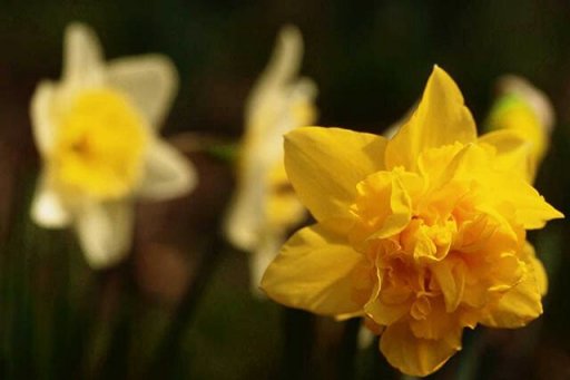 daffodils